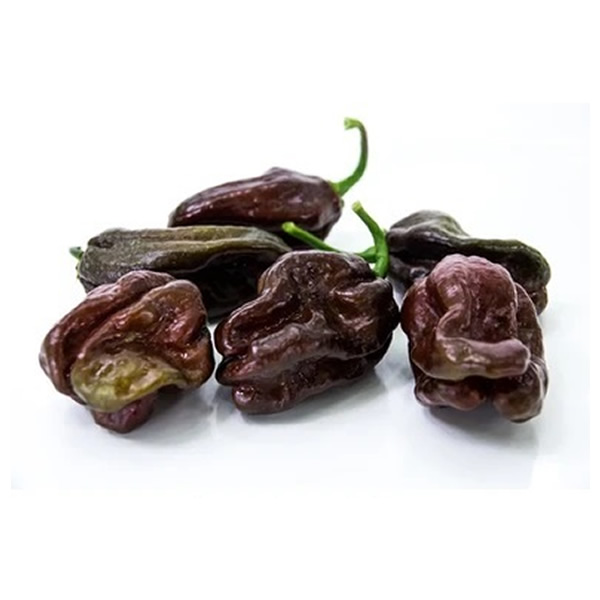 Habanero Chocolate Chilli Pepper Seeds styled presentation