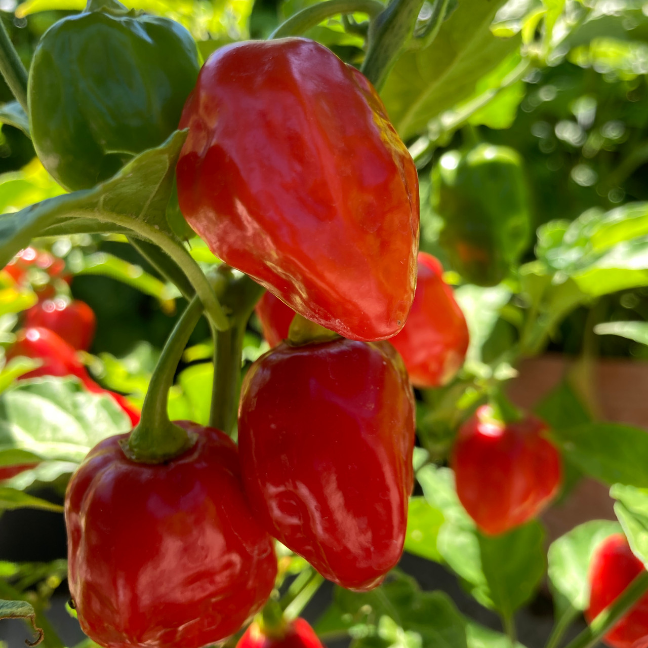 Habanero Red Chilli Pepper Seeds growing on plant