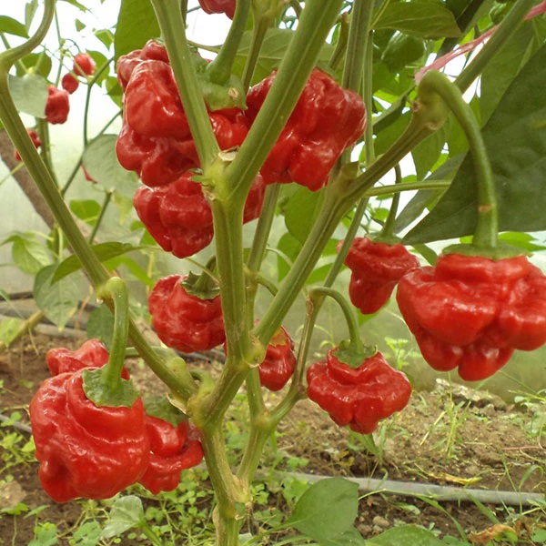 Jamaican Red Chilli Pepper Seeds main image