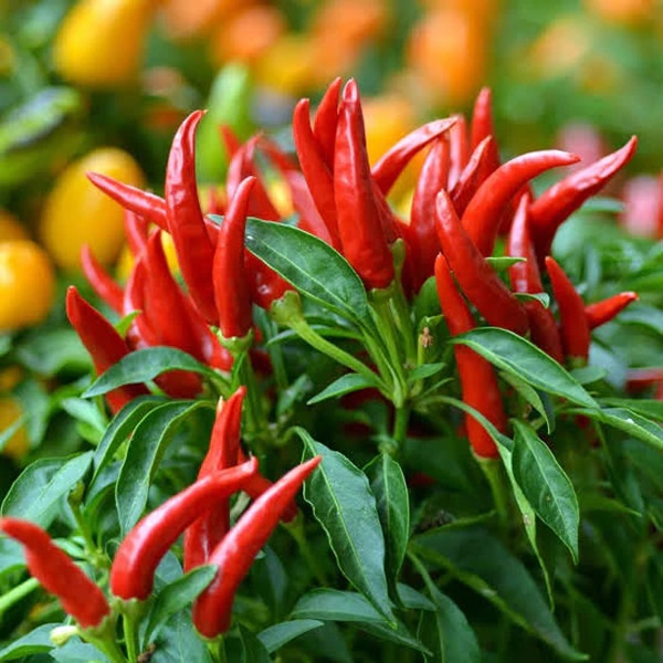 Piri Piri Chilli Pepper Seeds main image