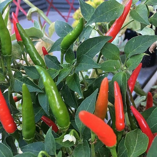 Piri Piri Chilli Pepper Seeds growing on plant
