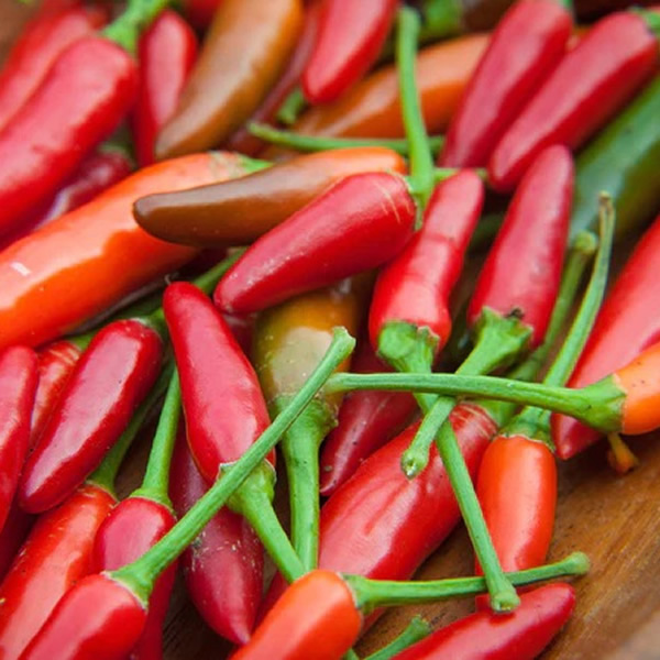 Piri Piri Chilli Pepper Seeds styled presentation