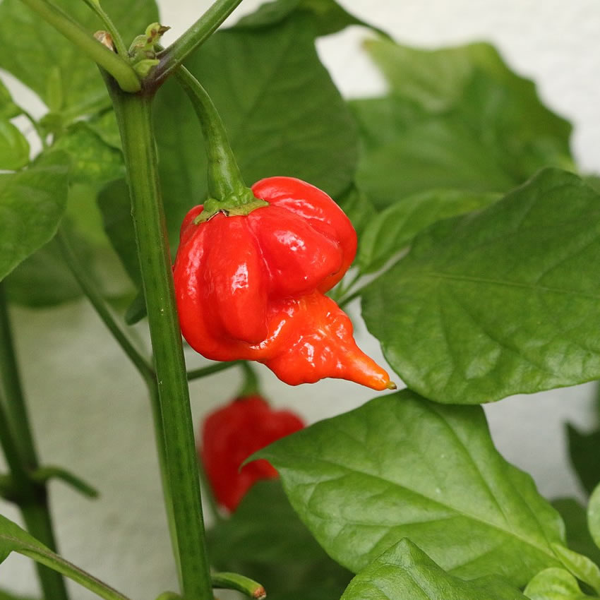 Trinidad Scorpion Red Chilli Pepper Seeds growing on plant