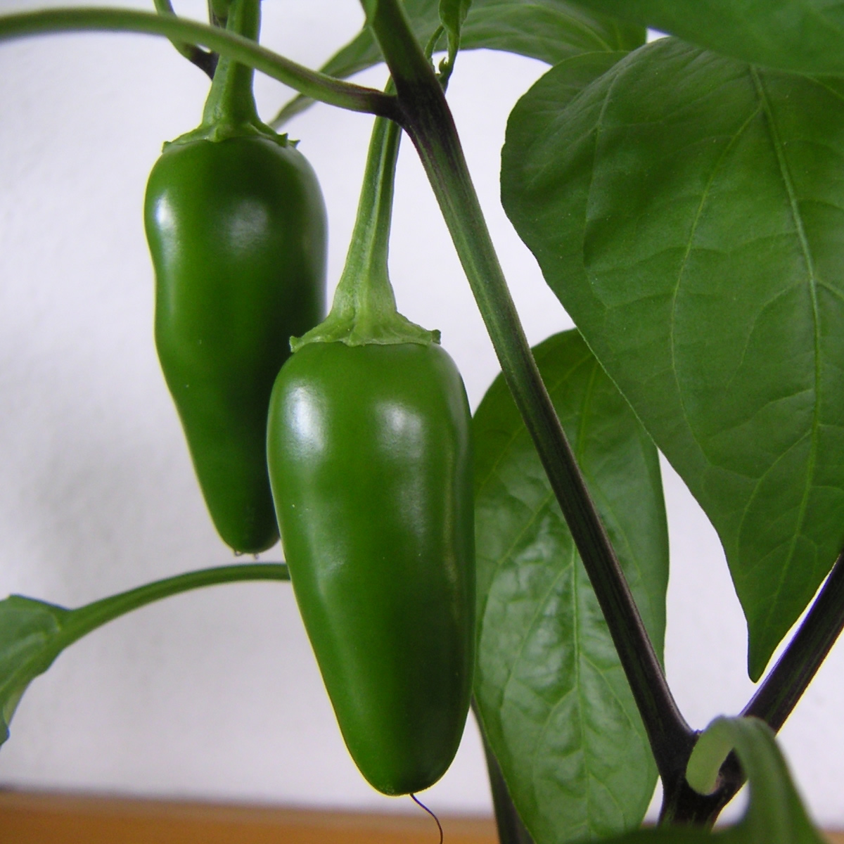 Jalapeno Chili Pepper Seeds growing on plant