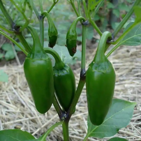 Jalapeno Chili Plant Seedling growing on plant