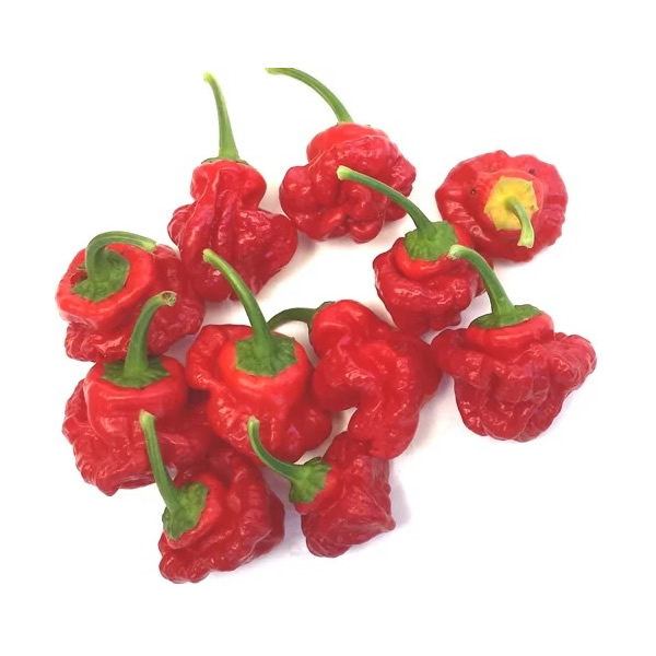 Jamaican Red Chili Pepper Seeds styled presentation