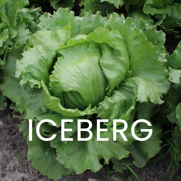 Classic Lettuce Seeds Multi-Pack styled presentation