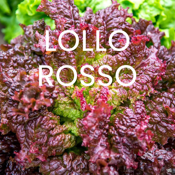 Mediterranean Lettuce Seeds Multi-Pack styled presentation