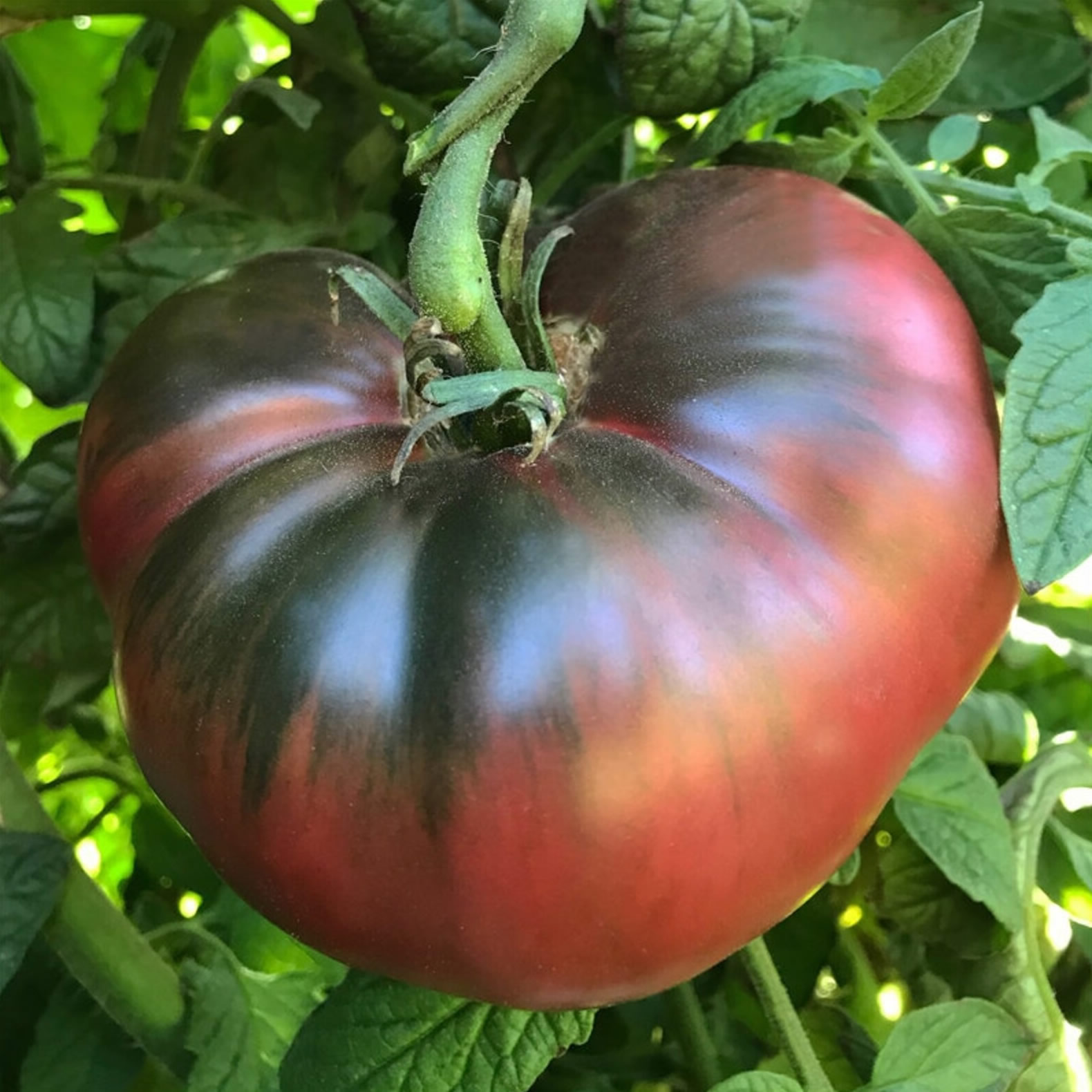 Mar Azul Heirloom Tomato Seeds main image