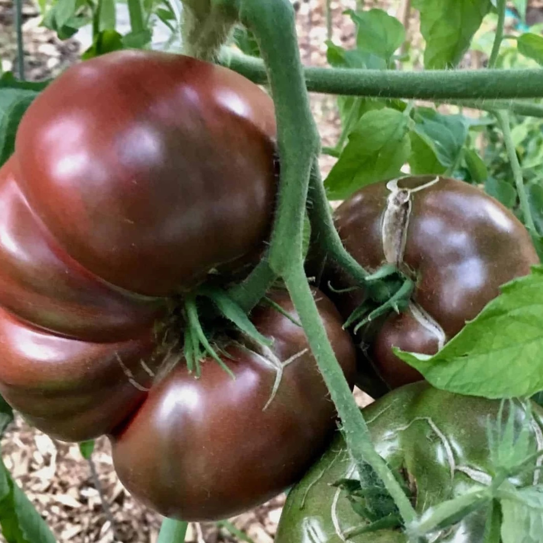 Mar Azul Heirloom Tomato Seeds growing on plant