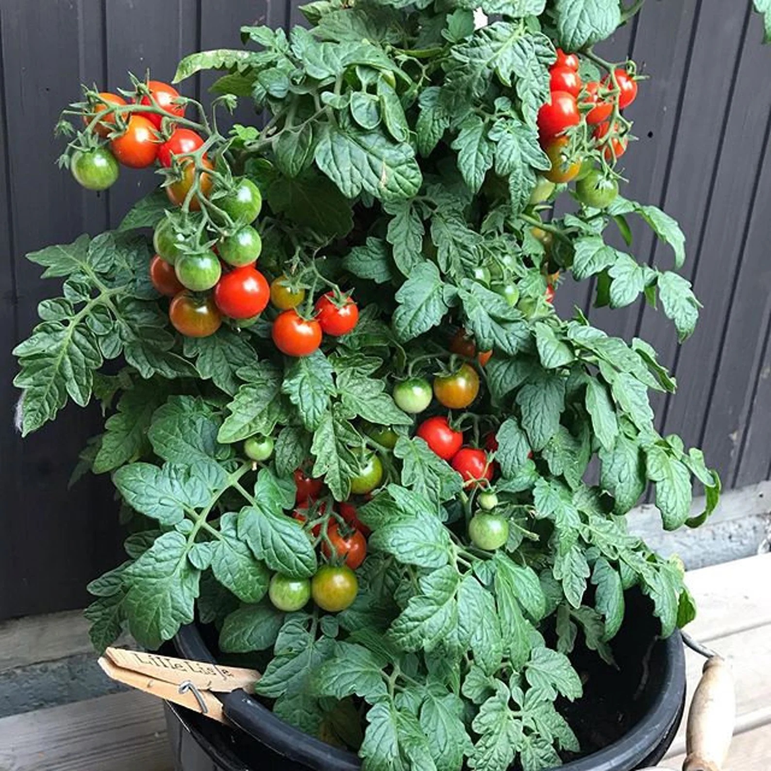 Mini Bell Heirloom Tomato Plant Seedling growing on plant