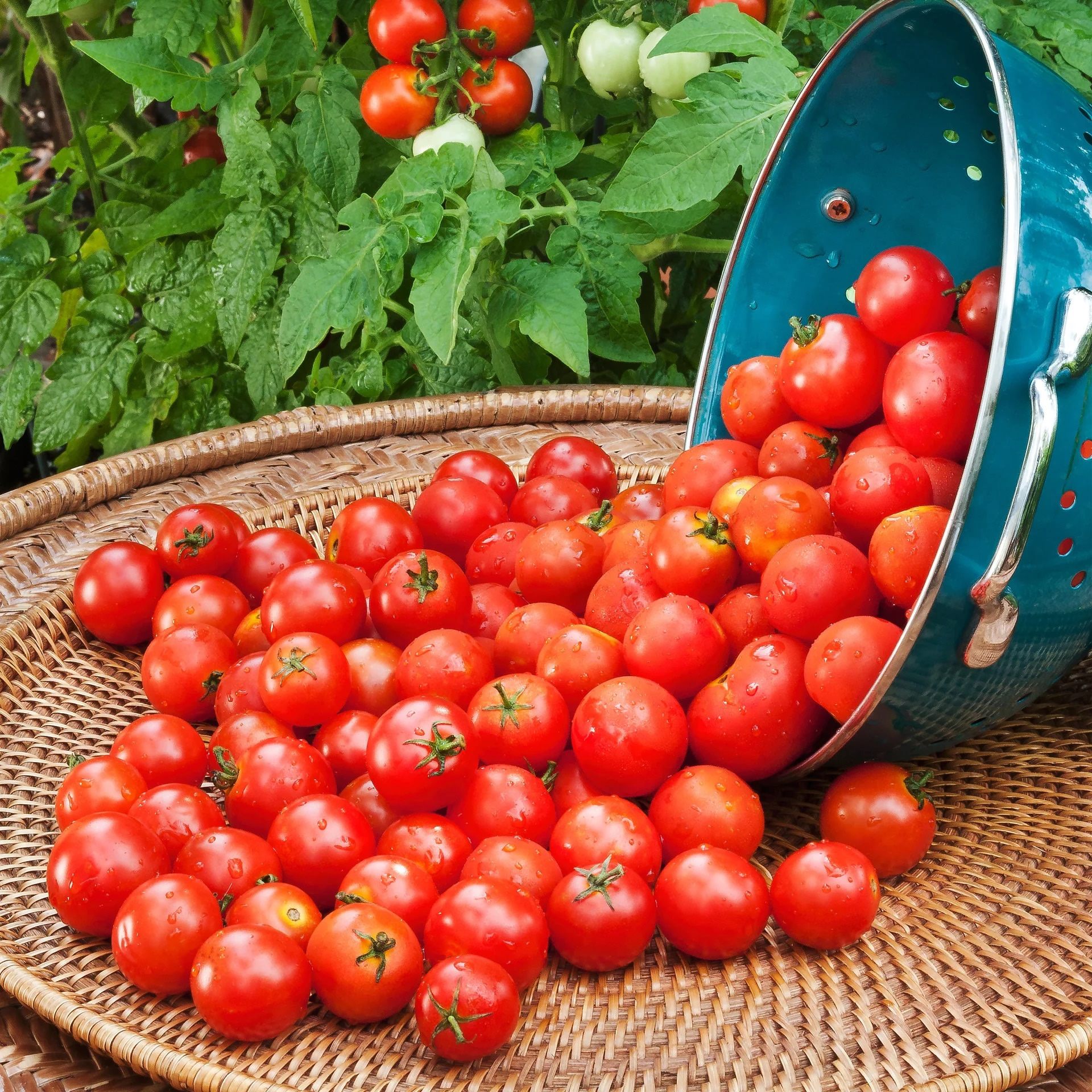 Mini Bell Heirloom Tomato Seeds styled presentation