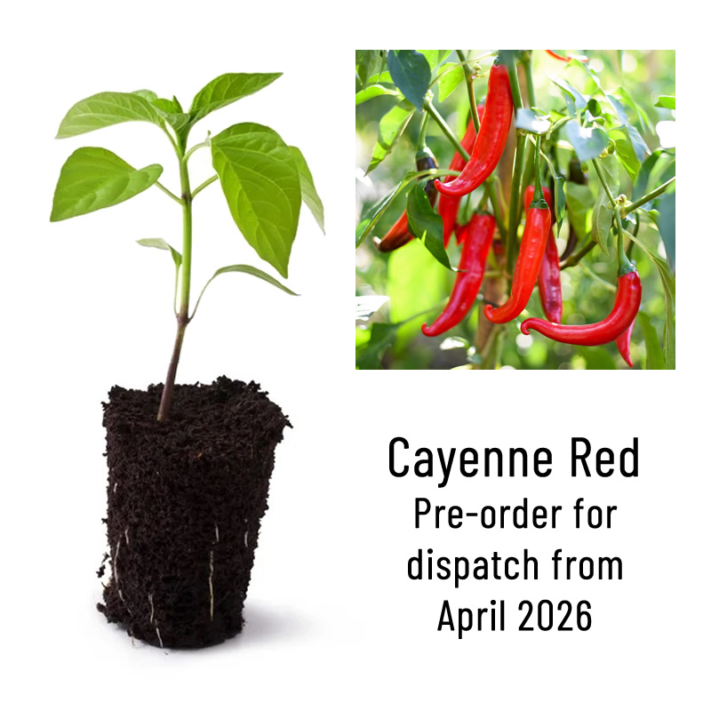 Cayenne Red Chilli Plant Seedling Main Image