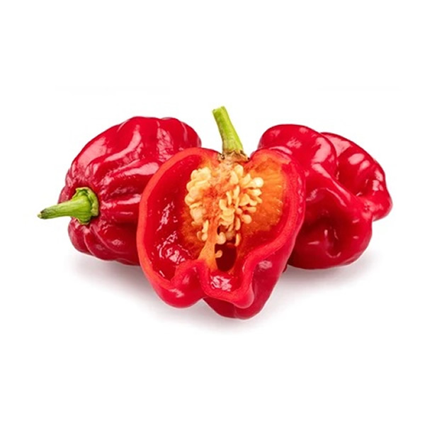 Habanero Red Chili Plant Seedling styled presentation