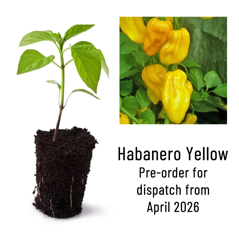 Habanero Yellow Chili Plant Seedling main image