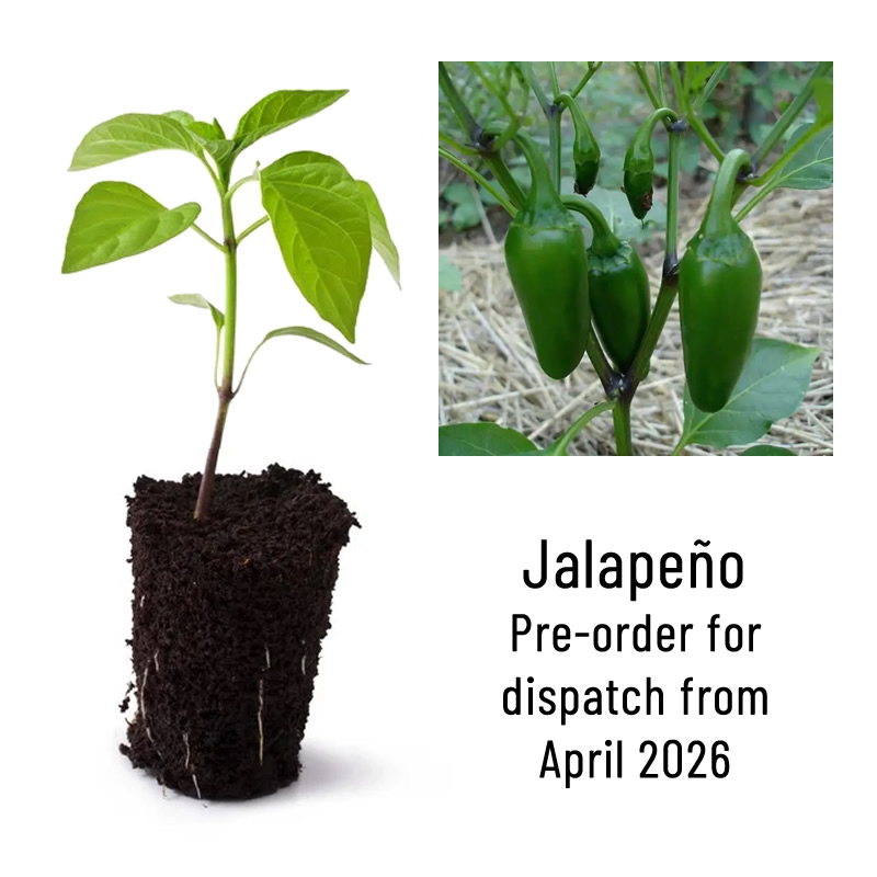 Jalapeno Chilli Plant Seedling Main Image