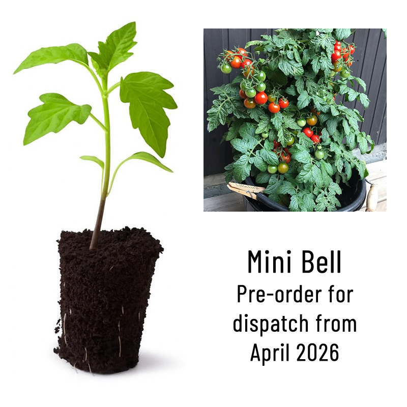 Mini Bell Heirloom Tomato Plant Seedling main image