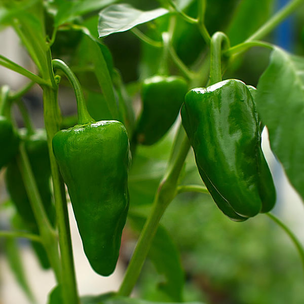 Padron Chilli Plant Seedling Growing on Plant