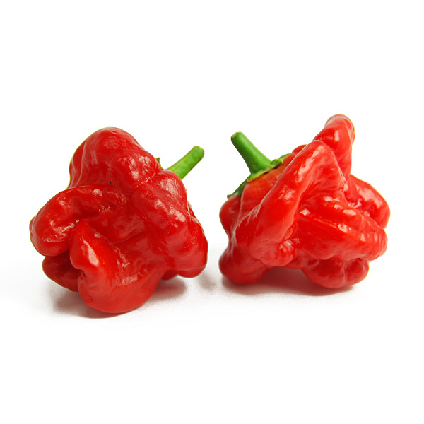 Scotch Bonnet Chilli Plant Seedling Styled Presentation