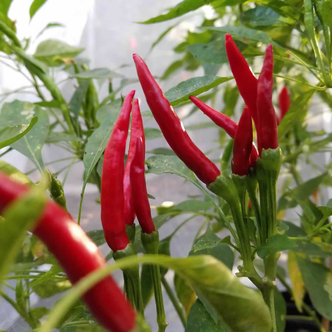 Thai Dragon Chili Plant Seedling growing on plant