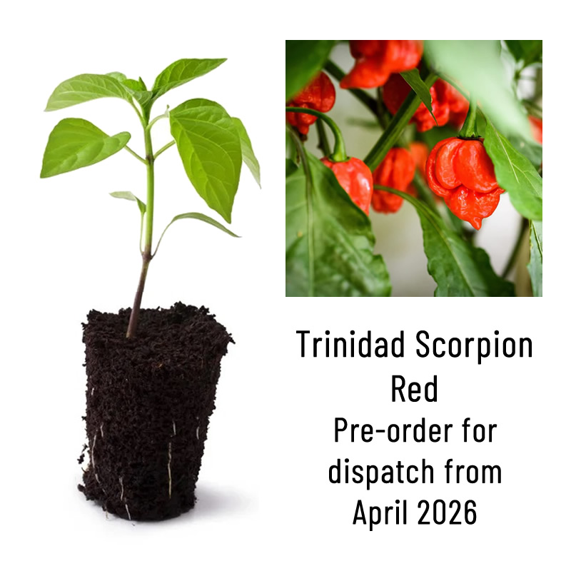 Trinidad Scorpion Red Chilli Plant Seedling Main Image
