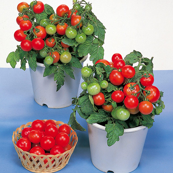 Red Robin Heirloom Tomato Seeds main image