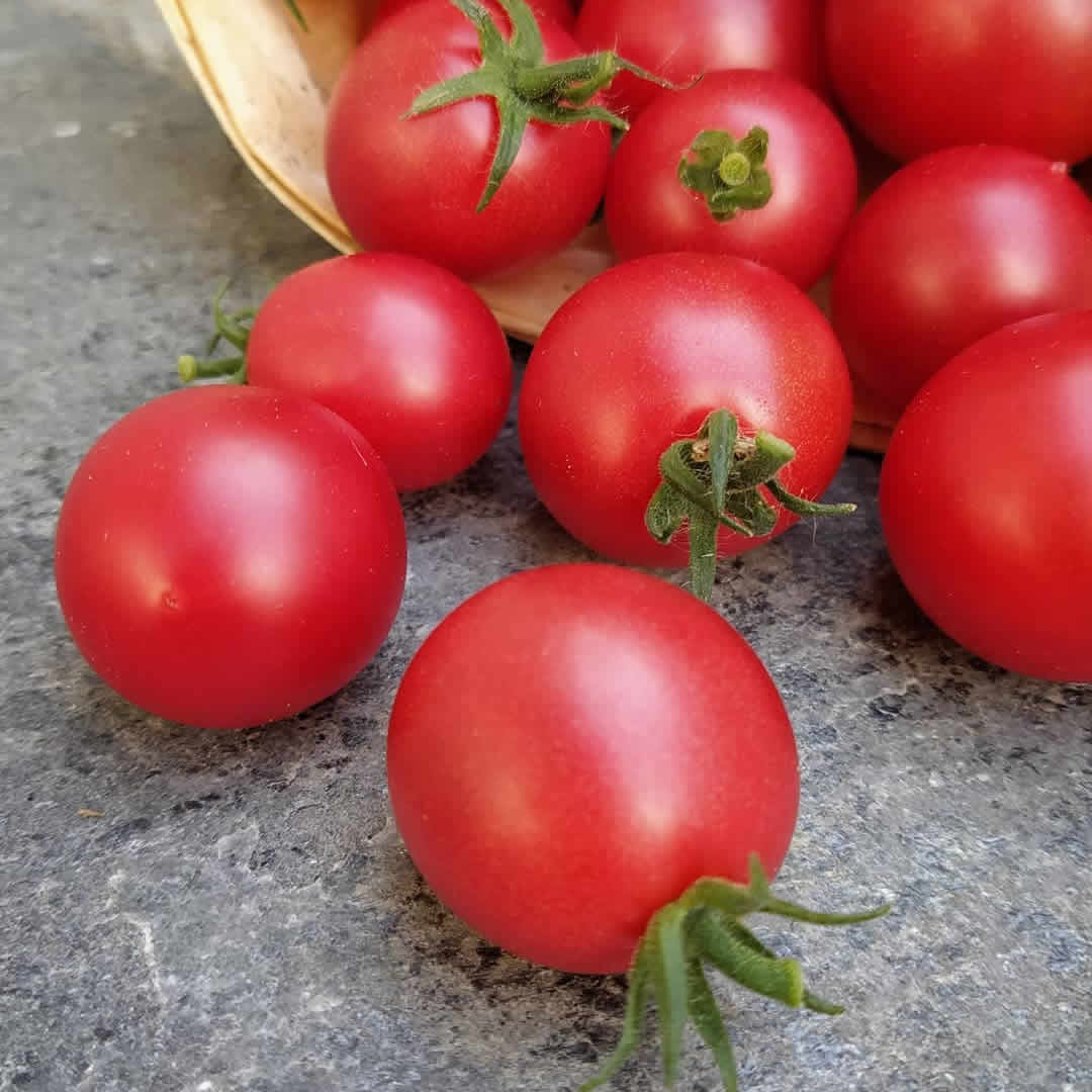 Red Robin Heirloom Tomato Seeds styled presentation