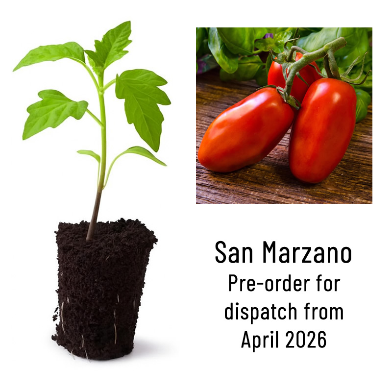 San Marzano Heirloom Tomato Plant Seedling main image