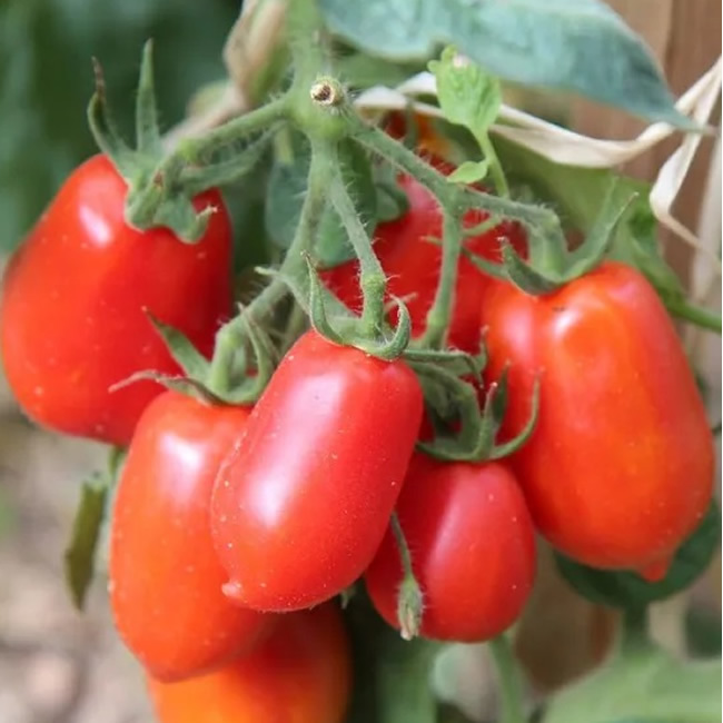 San Marzano Heirloom Tomato Seeds growing on plant