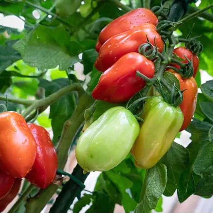 San Marzano Heirloom Tomato Seeds styled presentation
