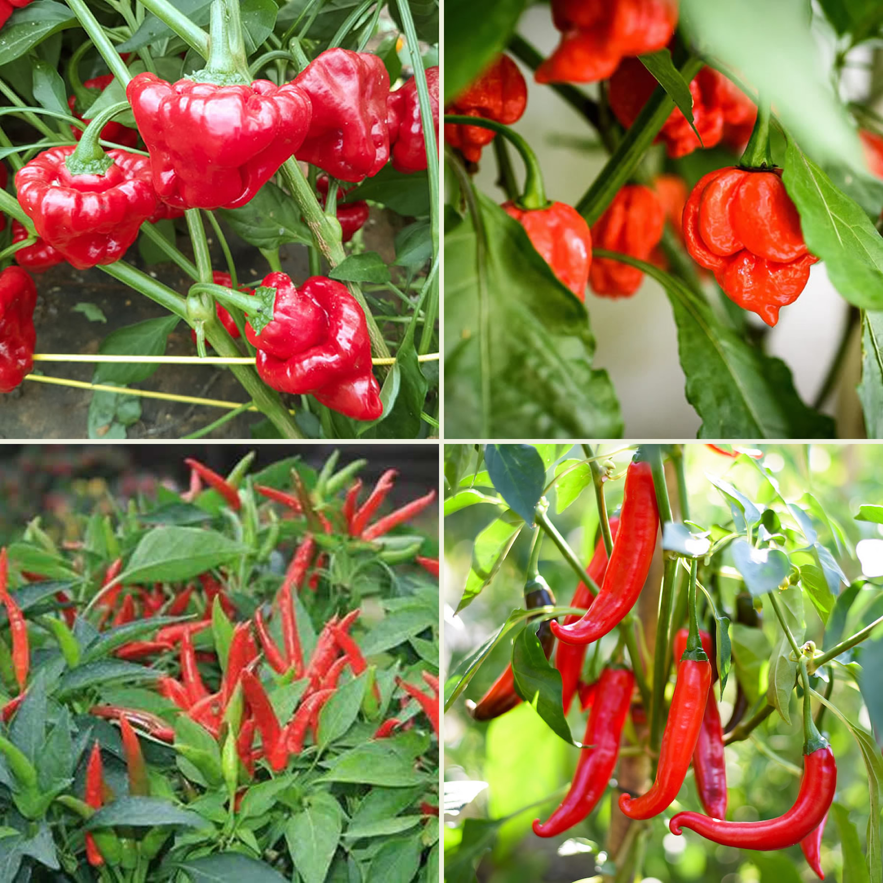Sauce Makers Chili Seeds Multi-Pack main image