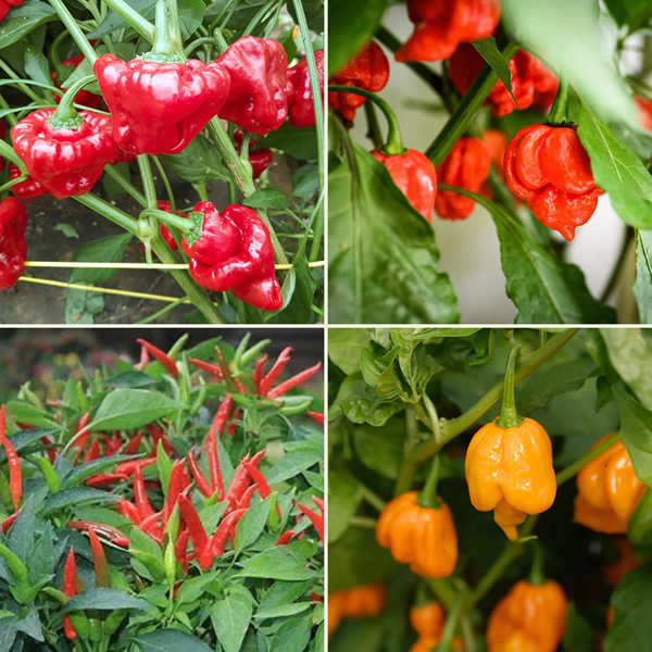 Caribbean Flavours Chili Seeds Multi-Pack main image