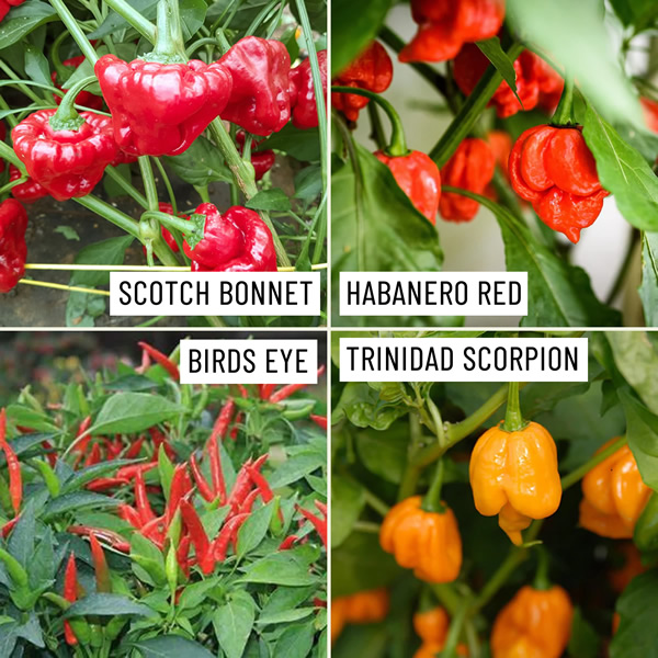 Caribbean Flavours Chili Seeds Multi-Pack growing on plant