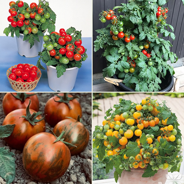 Cherry Tomato Seeds Multi-Pack main image