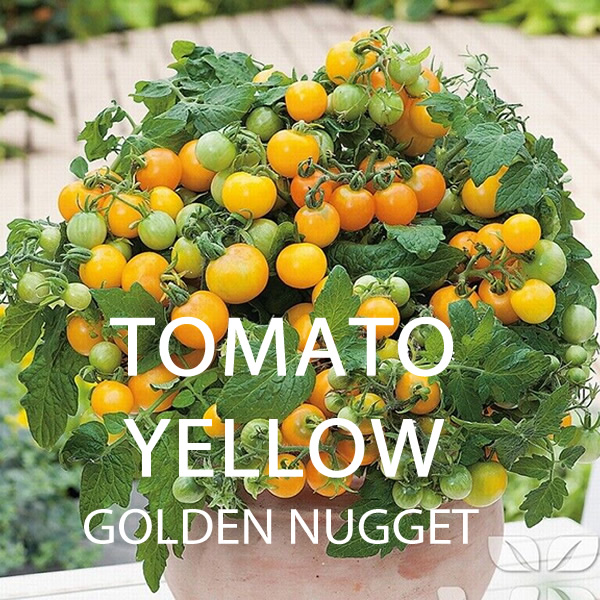 Cherry Tomato Seeds Multi-Pack growing on plant