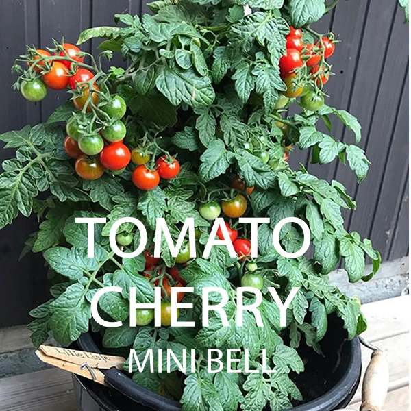 Cherry Tomato Seeds Multi-Pack Styled Presentation