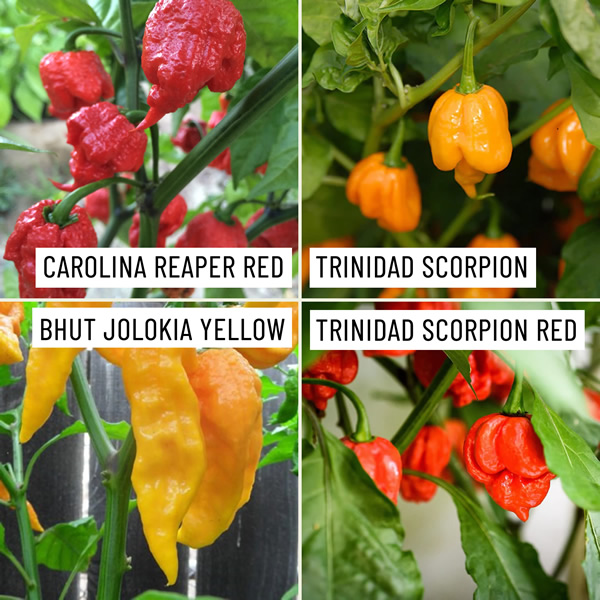 Extreme Heat Chili Seeds Multi-Pack growing on plant