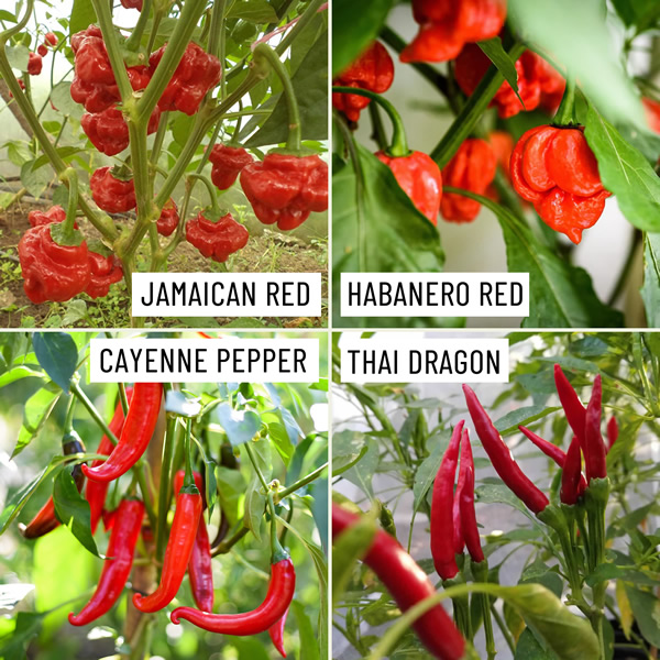 Fiery Favourites Chili Seeds Multi-Pack growing on plant