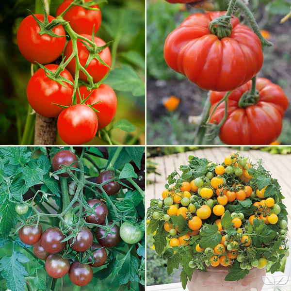 Salad Tomato Seeds Multi-Pack Main Image