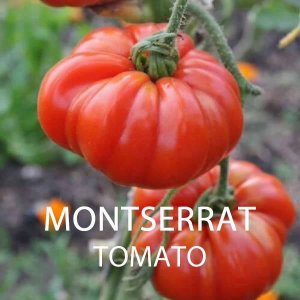 Salad Tomato Seeds Multi-Pack Styled Presentation