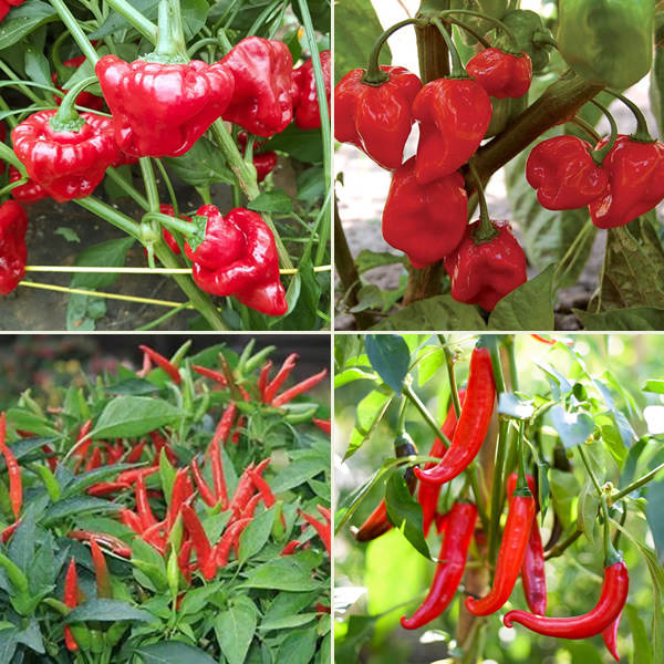 Sauce Makers Chilli Seeds Multi-Pack main image