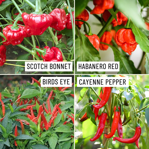 Sauce Makers Chilli Seeds Multi-Pack growing on plant