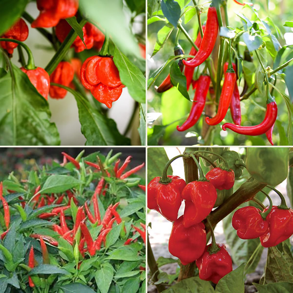 Spice Scale Chili Seeds Multi-Pack main image