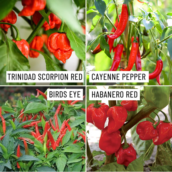 Spice Scale Chili Seeds Multi-Pack growing on plant