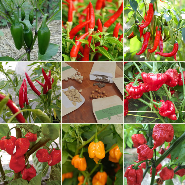 Ultimate Heat Levels Chilli Seeds Multi-Pack Main Image