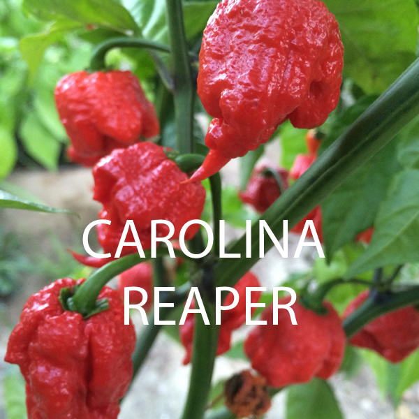 Ultimate Heat Levels Chilli Seeds Multi-Pack Growing on Plant