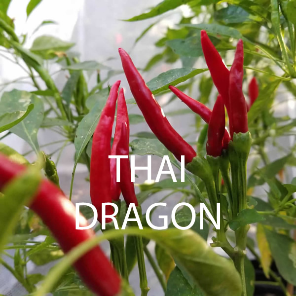 Ultimate Heat Levels Chilli Seeds Multi-Pack Styled Presentation