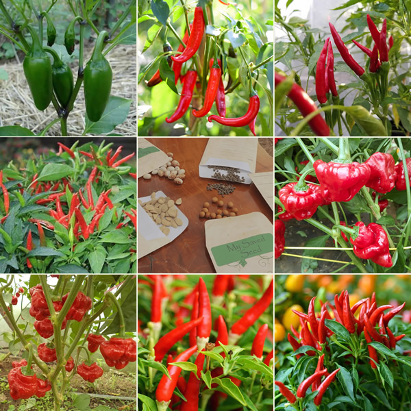 World Flavours Chilli Seeds Multi-Pack Main Image