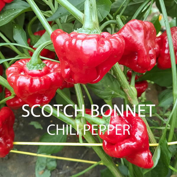 World Flavours Chilli Seeds Multi-Pack Growing on Plant