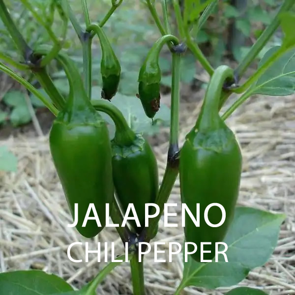 World Flavours Chilli Seeds Multi-Pack Styled Presentation